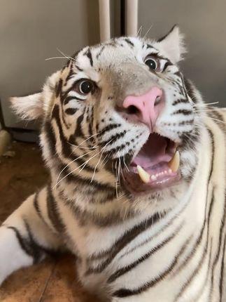 孟加拉虎宫百万