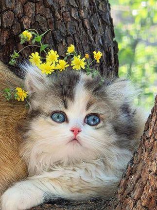 萌宠自媒体 雪球日记