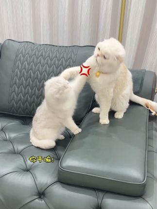 刘二豆：抖音宠物赛道天花板