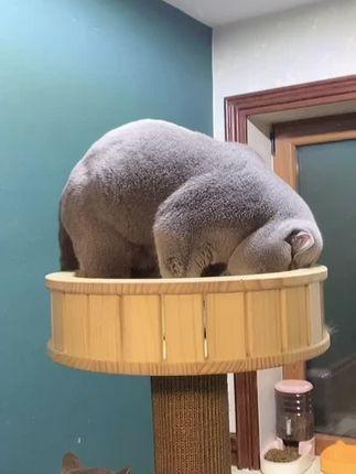 雪倪猫：深耕英短17年的宠物达人